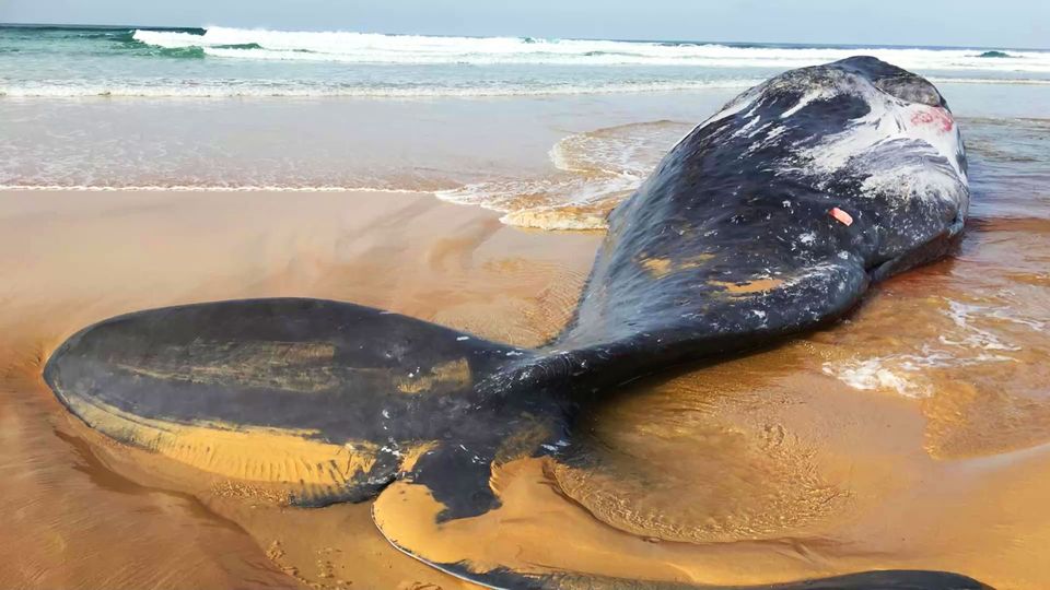 Pottwal in Australien gestrandet