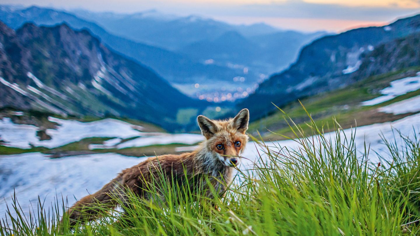 Der Hüttenfuchs des Edmund-Probst-Hauses am Nebelhorn. Jeden Abend kam dieser Rotfuchs und forderte seinen Teil des Abendessens.