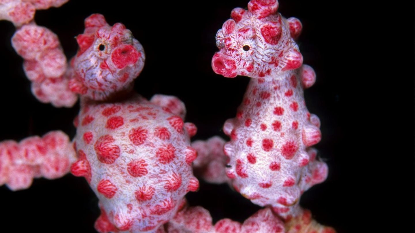Seahorse: Dragons of the Seas |  STERN.de