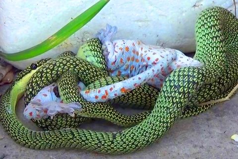 Tiervideo: Schlange würgt Gecko – der verbeisst sich in ihr