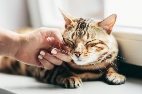 20 lange Jahre wurde in England eine Katze sehnsüchtig vermisst.