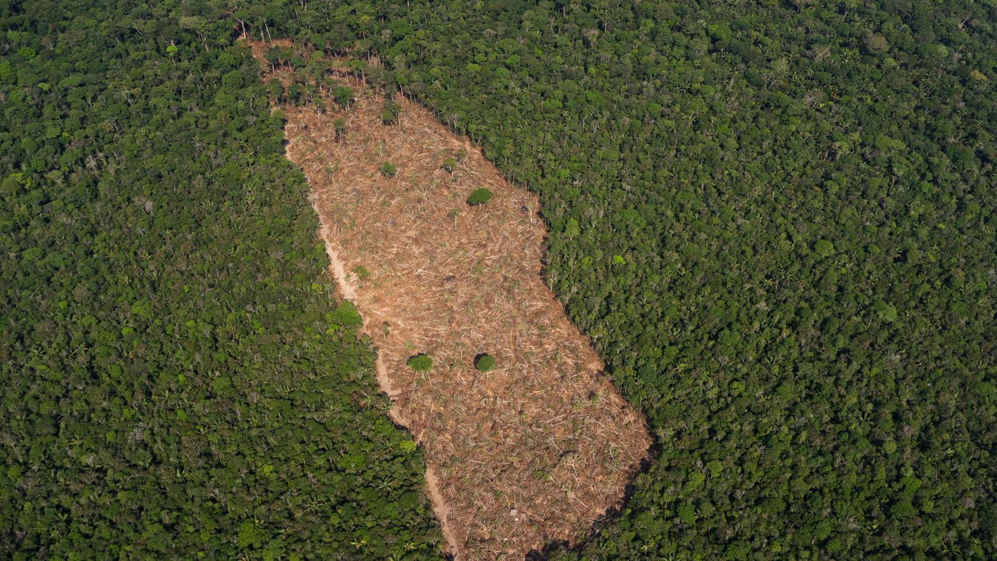 Amazonas