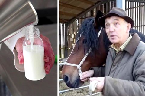 Brite melkt Pferde und verkauft die Milch für 30 Euro pro Liter