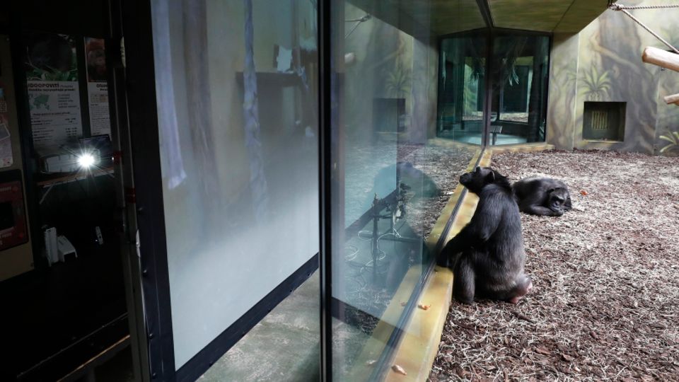 Ein Schimpanse sitzt im Gehege eines Zoos vor einem Bildschirm