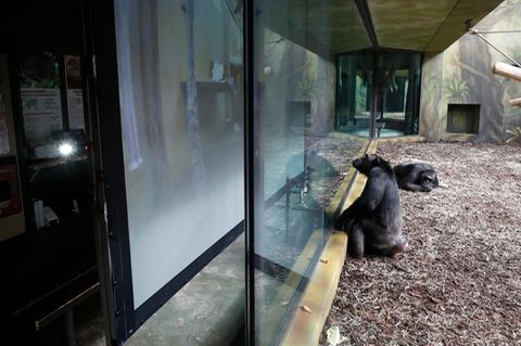 Ein Schimpanse sitzt im Gehege eines Zoos vor einem Bildschirm