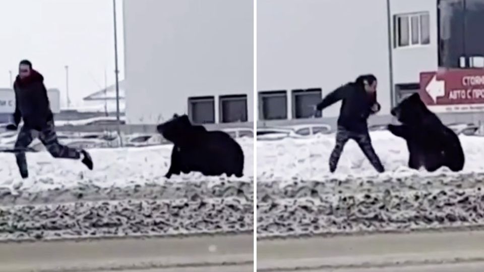 Mann telefoniert gerade – dann macht (s)ein Bär Jagd auf ihn.