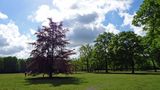 Viel schattiges Grün unter alten Bäumen und ein breites Wegenetz bietet der Volkspark in Hamburg-Altona.
