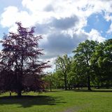 Viel schattiges Grün unter alten Bäumen und ein breites Wegenetz bietet der Volkspark in Hamburg-Altona.