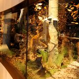 Im Wälderhaus befindet sich nicht nur ein Hotel, sondern auch eine Ausstellung: das Science Center Wald.