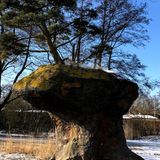Der Bonsai auf dem Sansibar-Felsen im Wilhelmsburger Inselpark