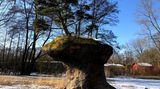 Der Bonsai auf dem Sansibar-Felsen im Wilhelmsburger Inselpark