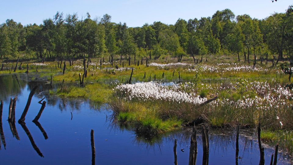 Grüne Oase Hamburg: Das Naturschutzgebiet Wittmoor liegt im Norden Hamburgs in den Stadtteilen Duvenstedt und Lemsahl-Mellingstedt. Das Naturschutzgebiet Wittmoor liegt im Norden Hamburgs in den Stadtteilen Duvenstedt und Lemsahl-Mellingstedt.