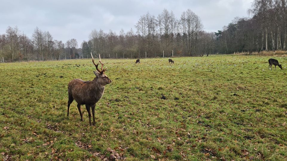Grüne Oase Hamburg: Ein Wildgehege im Hamburger Forst Klövensteen. Im Vordergrund steht ein Hirsch und weiter hinten grast weibliches Damwild. Ein Wildgehege im Hamburger Forst Klövensteen. Im Vordergrund steht ein Hirsch und weiter hinten grast weibliches Damwild.