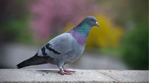 Eine bunte Stadttaube steht auf einer Mauer