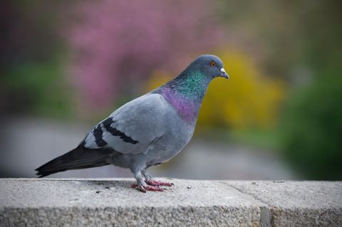 Eine bunte Stadttaube steht auf einer Mauer