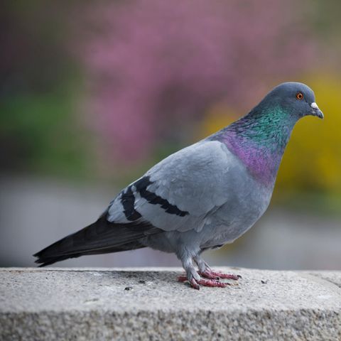 Eine bunte Stadttaube steht auf einer Mauer