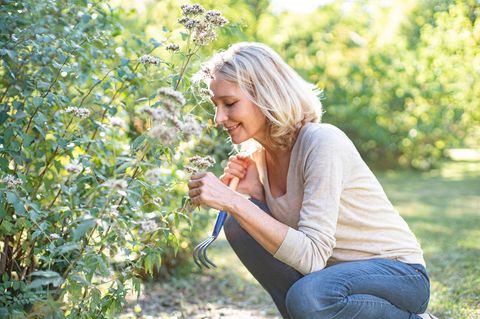 Gartenarbeit: Es drohen sogar Geldstrafen: Warum Hecken im Frühling nicht abgeschnitten werden dürfen