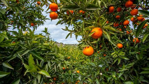 Übriggebliebene Orangen werden jetzt in Andalusien in Biogasanlagen genutzt.