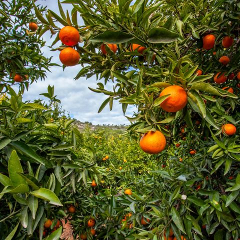 Übriggebliebene Orangen werden jetzt in Andalusien in Biogasanlagen genutzt.