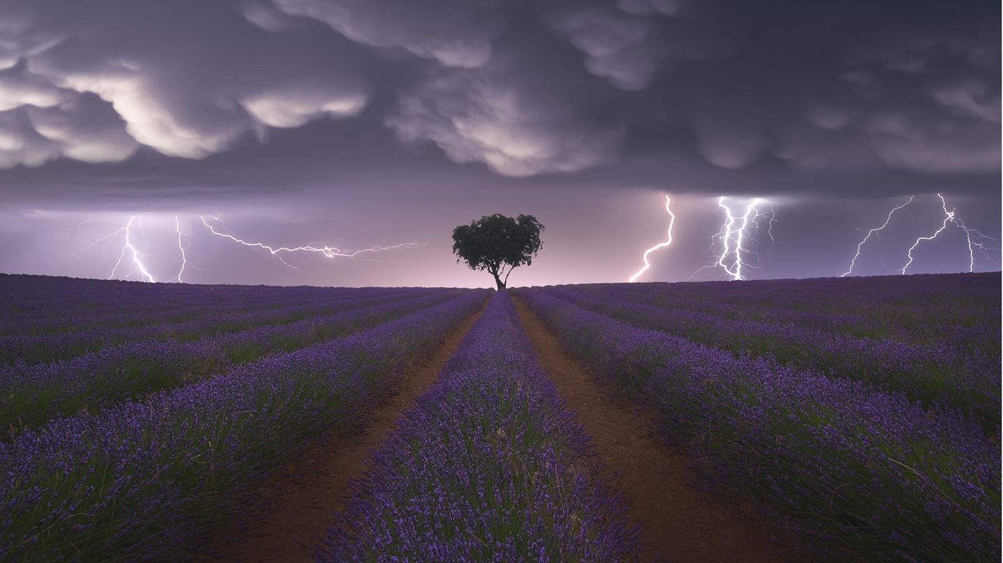 Kategorie: Landscape  Juan López Ruiz drückte im richtigen Moment auf den Auslöser: In der spanischen Provinz Guadalajara enstand dieses Foto eines Lavendelfeldes, das vom Blitz getroffen wird.