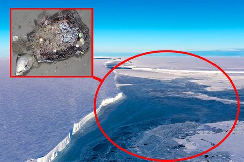 Antarktis: Abgebrochener Eisberg gibt Blick auf faszinierende Kreaturen frei