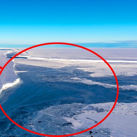 Antarktis: Abgebrochener Eisberg gibt Blick auf faszinierende Kreaturen frei
