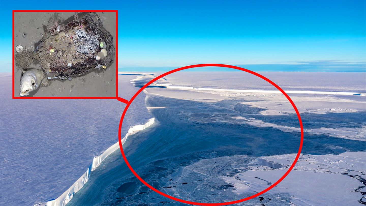 Antarctica: Broken-off iceberg reveals glimpse of fascinating creatures