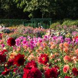 Der Dahliengarten im Volkspark Altona ist Europas ältester noch bestehender Dahliengarten, jede Sorte hat ein eigenes Beet.