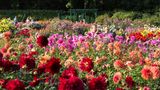 Der Dahliengarten im Volkspark Altona ist Europas ältester noch bestehender Dahliengarten, jede Sorte hat ein eigenes Beet.