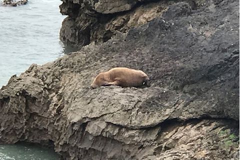 Das gestrandete Walross auf einem Steinfelsen