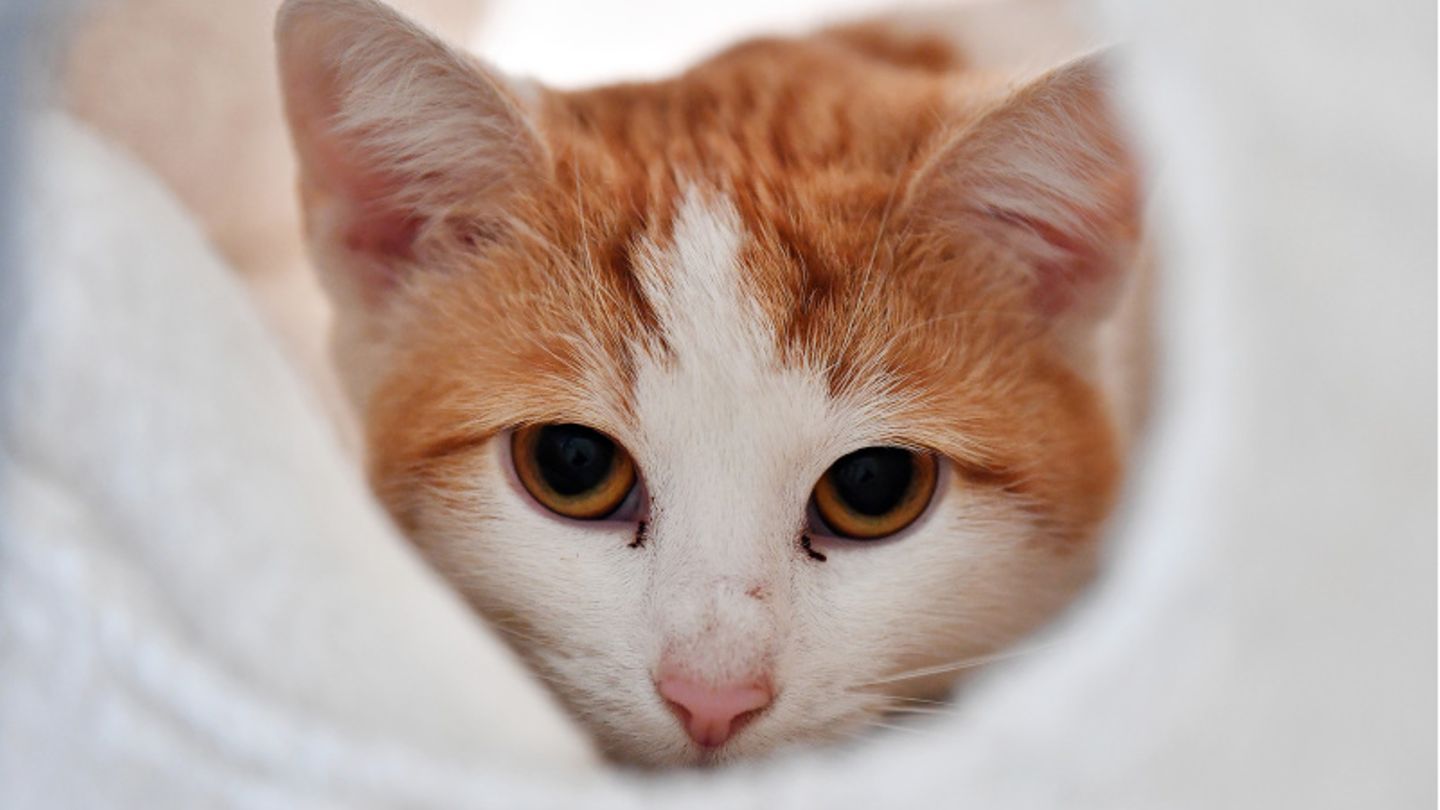 Katze mit rotem Fell liegt in einem Korb.