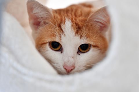Katze mit rotem Fell liegt in einem Korb.