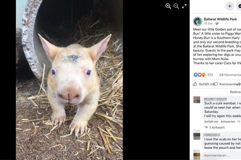 Goldener Wombat