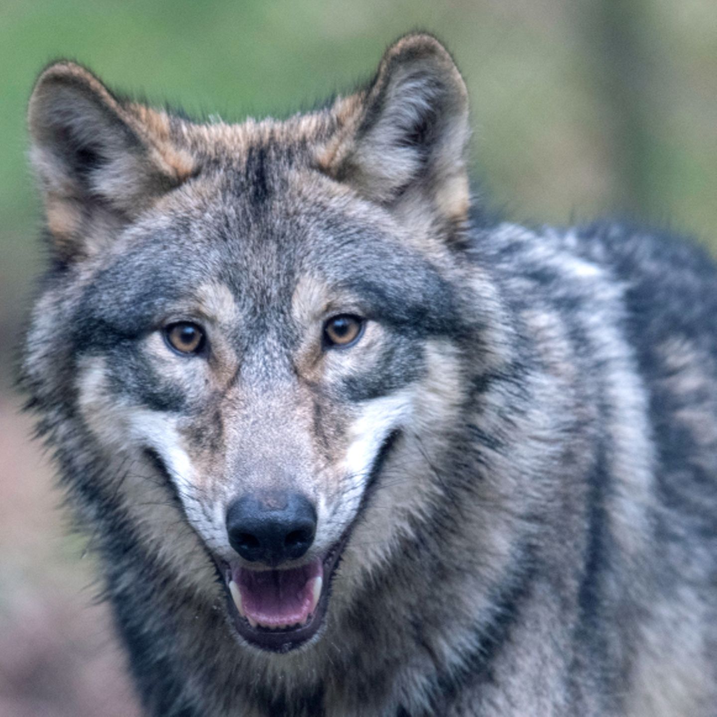 Lohne Wolf Rennt Mitten Am Tag Durch Die Innenstadt Stern De