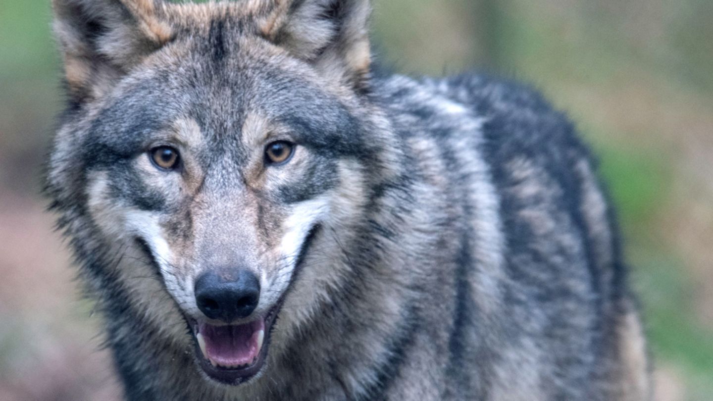 Wolf rennt durch Lohner Innenstadt Nahaufnahme eines Wolf.