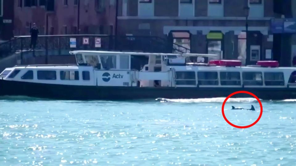 Italienische Lagunenstadt: Außergewöhnliche Touristen: Delfine "besichtigen" Venedig Italienische Lagunenstadt: Außergewöhnliche Touristen: Delfine "besichtigen" Venedig