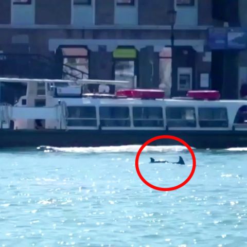 Italienische Lagunenstadt: Außergewöhnliche Touristen: Delfine "besichtigen" Venedig