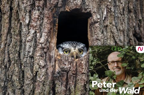 In dieser Podcast-Episode ist Peter auf den Spuren der Tierfotografie.