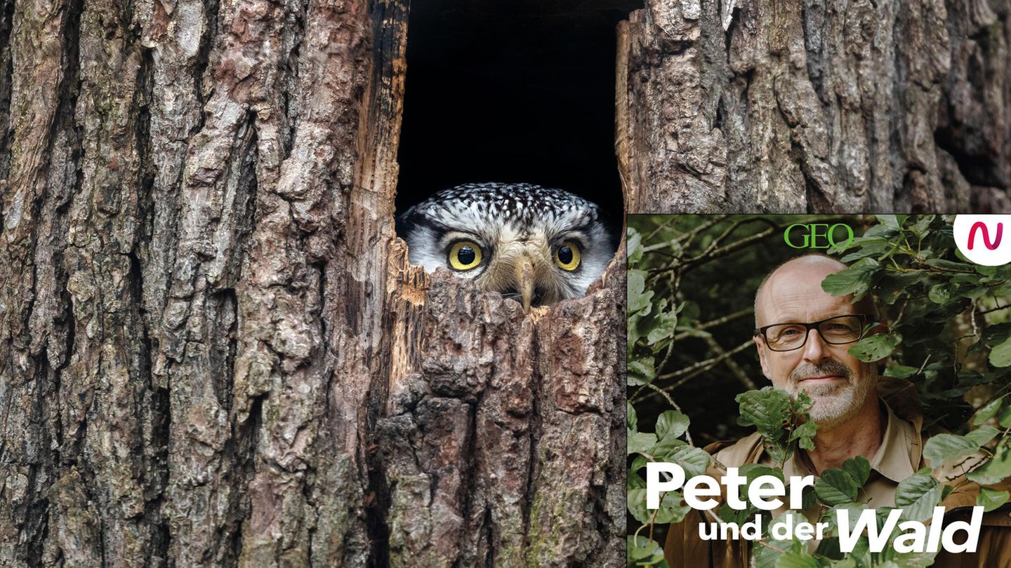 In dieser Podcast-Episode ist Peter auf den Spuren der Tierfotografie.