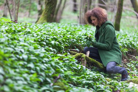 Gesund für Herz und Kreislauf: Jetzt wächst er überall: Leckere Rezepte für Pesto, Quiche und Suppe mit Bärlauch