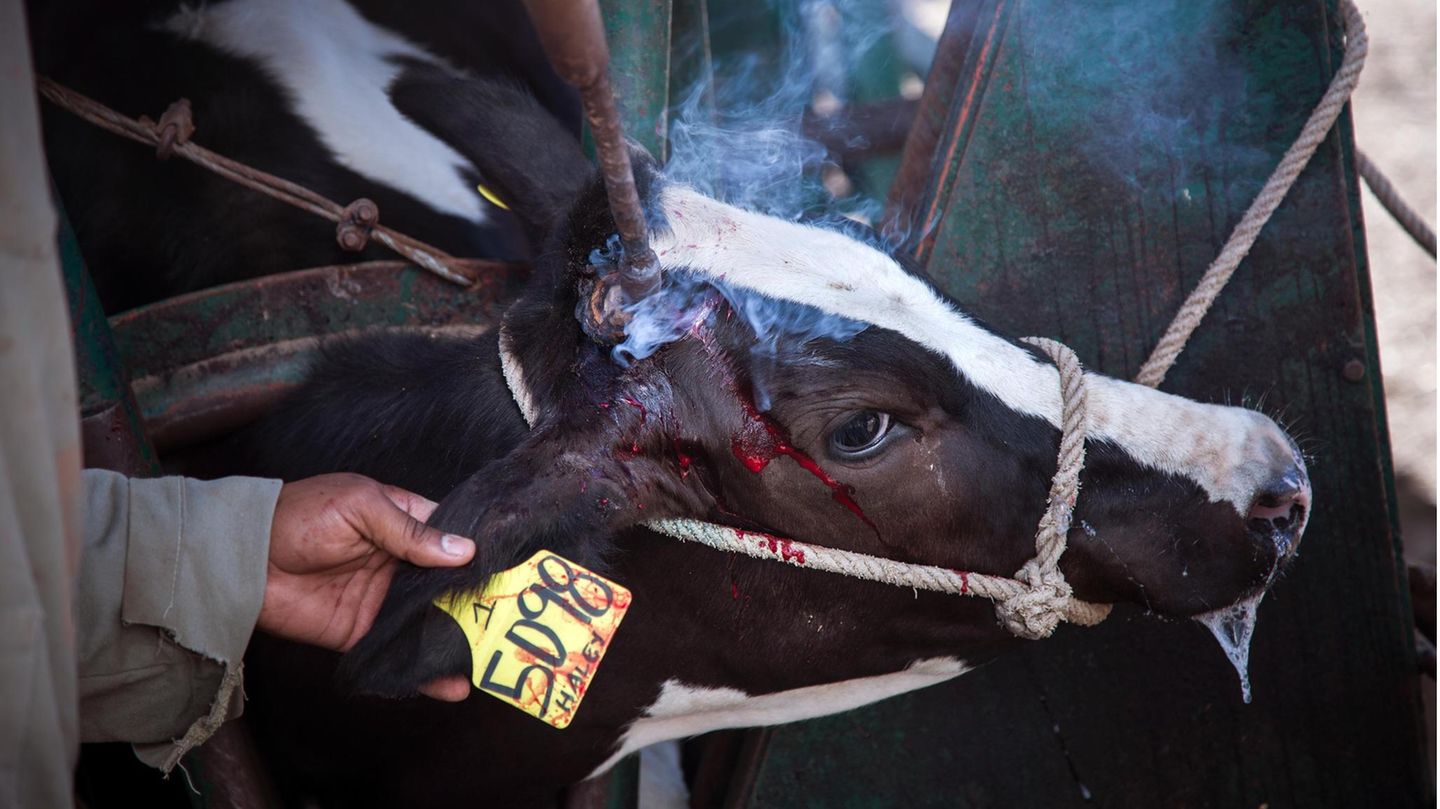 INDUSTRIAL FARMING, Bloody Dairy Dulce RamírezWith blood drenching her face, the horns of this dairy cow are clipped off and the wound cauterized with a red hot iron, all without anaesthetic. Except for brief periods after giving birth, this cow - #... Ohne Betäubung werden dieser jungen Kuh auf einer mexikanischen Milchfarm die Hörner abgeschnitten