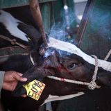 Ohne Betäubung werden dieser jungen Kuh auf einer mexikanischen Milchfarm die Hörner abgeschnitten