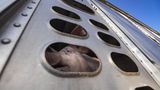 Ein Schwein blickt voller Angst durch einen kleinen Schlitz nach draußen