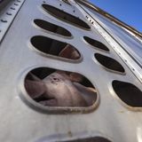 Ein Schwein blickt voller Angst durch einen kleinen Schlitz nach draußen