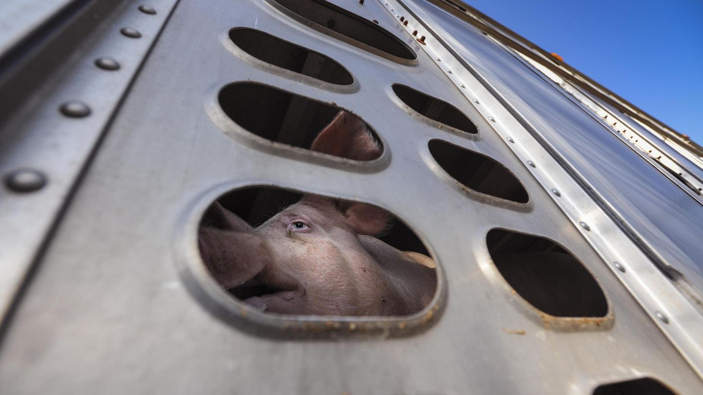 Ein Schwein blickt voller Angst durch einen kleinen Schlitz nach draußen