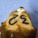 In einem spanischen Tierversuchslabor wurde dieser Beagle mit der Nummer 32 markiert