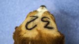 In einem spanischen Tierversuchslabor wurde dieser Beagle mit der Nummer 32 markiert