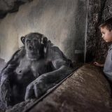 ein erwachsener Schimpanse in Gefangenschaft