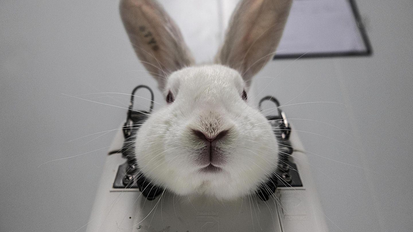 Animal experimentation is clinical and stark. This rabbit has been immobilized in a head restraint before having her ears bled – the tattoo in one ear is her unique identification for data and record keeping right up to her death. Rabbits are among the ... Dieses Kaninchen wurde mit einer Kopfstütze fixiert, bis es bewegungsunfähig die Versuche über sich ergehen lässt