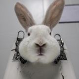 Dieses Kaninchen wurde mit einer Kopfstütze fixiert, bis es bewegungsunfähig die Versuche über sich ergehen lässt